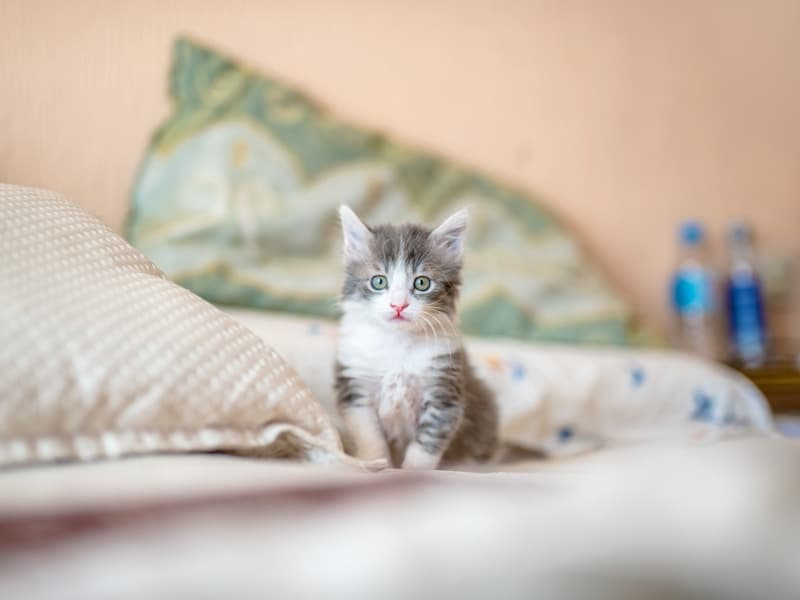 Oliver — 1
