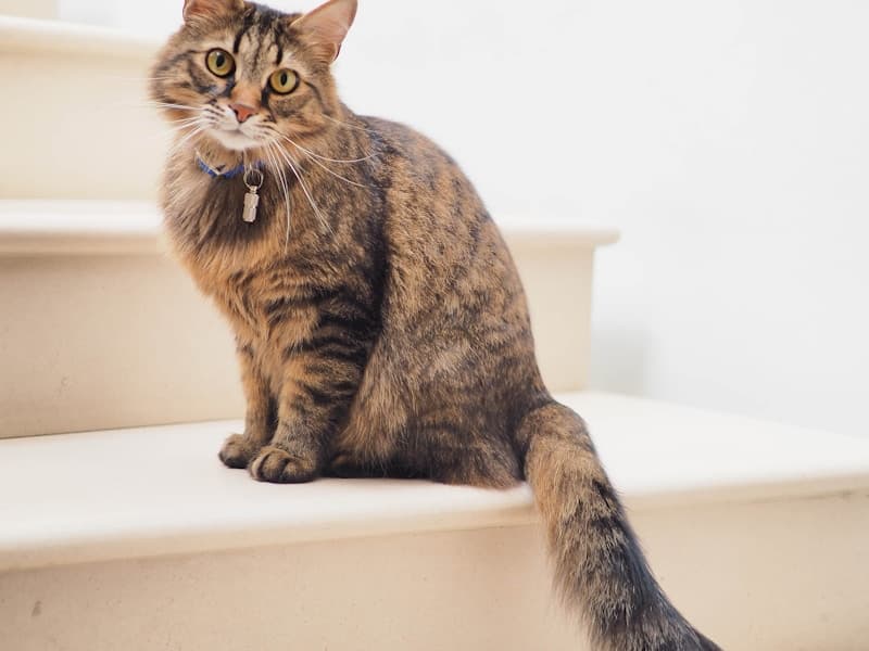 Oliver — 2