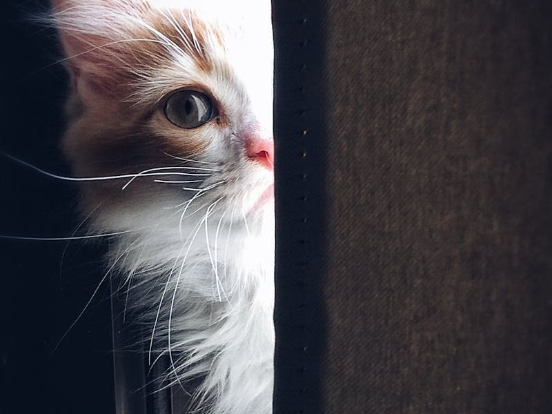 Oliver — 3